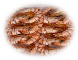 澳洲连壳老虎虾(8对)